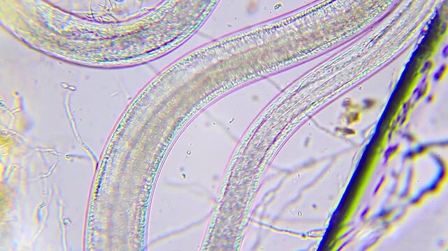 Nematode roundworm moving in a water drop under 400x brightfield microscopy magnification close up