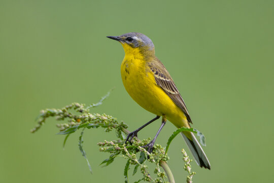 Yellow wagtail - male bird in summer at a wet fields