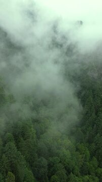 Thick fog drifting across lush conifer mountain forest