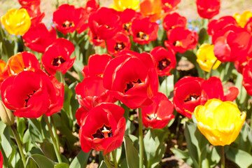 Obraz premium Festival of tulips in University botanic garden in Sants Constantine and Helena resort, Bulgaria