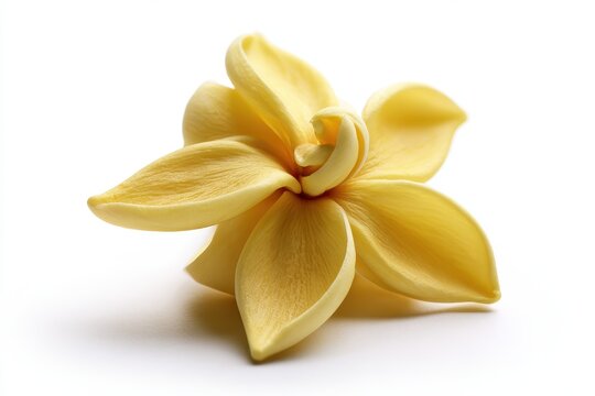 Minimalist white-background image featuring a solitary champaca flower in sharp focus