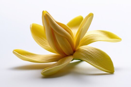 Isolated champaca bloom with soft lighting on a clean white backdrop