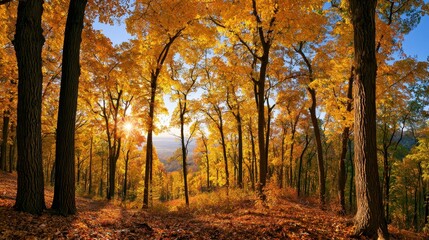 Fototapeta premium Wide-angle autumn landscape featuring golden maple trees, sunlit leaves, and blue sky