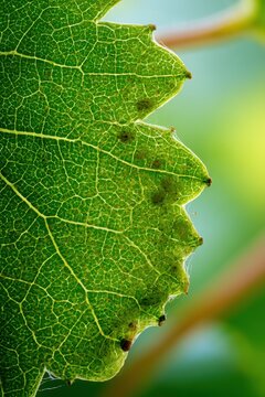 Macro photograph of grapevine phylloxera on leaf showing tiny pests and mottled damage