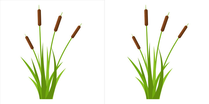 Vector illustration of cattail plants with green leaves and brown flower spikes, marsh vegetation, aquatic flora, nature design element isolated on transparent background
