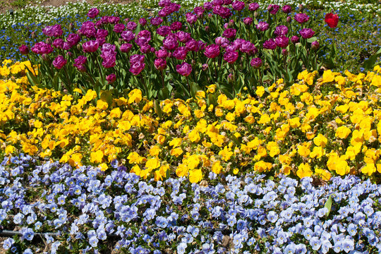 Festival of tulips in University botanic garden in Sants Constantine and Helena resort, Bulgaria