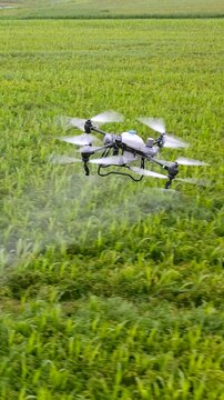 Agricultural spray drone flying over crop field and spraying fertilizer. Smart farming, precision agriculture