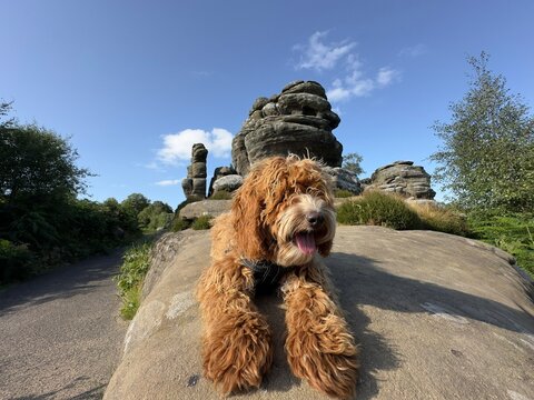 Cockapoo cute puppy happy summer holidays