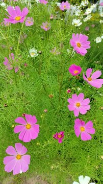 Cosmos bipinnatus №2