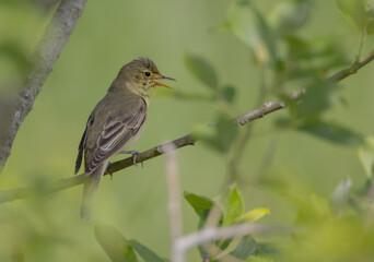 Obraz premium Icterine warbler - in summer at a wet forest