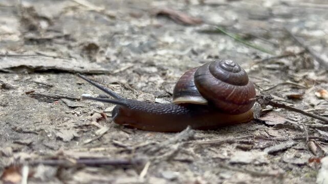 A small snail crawling slowly on a dirt path outdoors close up. Brown mollusk with a shell moving on the ground near green grass in a forest or park. Natural wildlife ecosystem concept view.