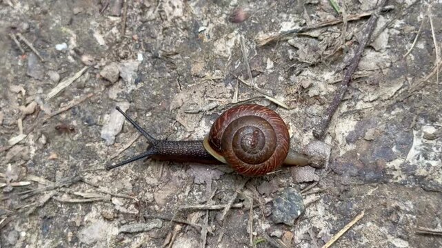 A small snail crawling slowly on a dirt path outdoors close up. Brown mollusk with a shell moving on the ground near green grass in a forest or park. Natural wildlife ecosystem concept view.