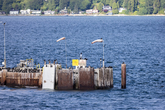Seabirds Perched on Weathered Pier Over Blue Water Near Tsawwassen British Columbia Canada Shoreline