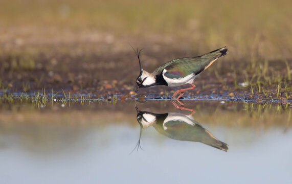 Northern lapwing - male bird at a wetland in spring