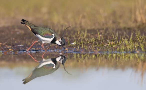 Northern lapwing - male bird at a wetland in spring