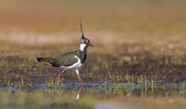 Northern lapwing - male bird at a wetland in spring