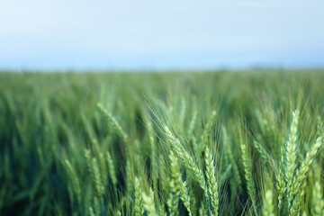 Obraz premium Beautiful ripening wheat spikes in field, closeup. Space for text