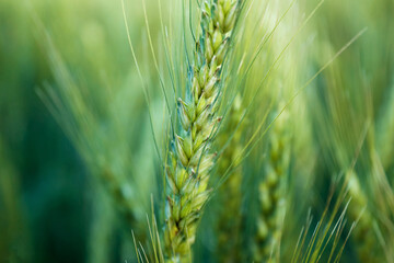 Obraz premium Beautiful ripening wheat spikes in field, closeup