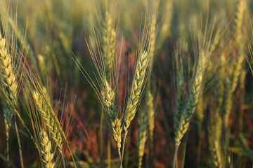 Obraz premium Beautiful ripening wheat spikes in field, closeup