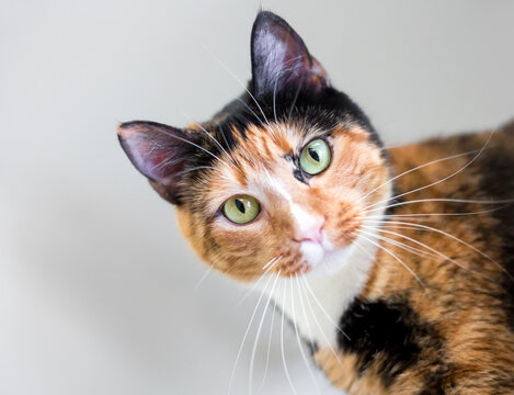 A calico shorthair cat looking at the camera with a head tilt