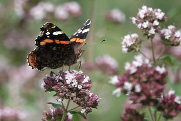 A Red Admiral butterfly (Vanessa atalanta) feeding from flowers © Pete Mella