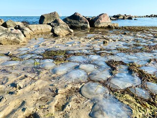Jellyfish washed ashore on a sandy beach with rocky coastline © Saniie