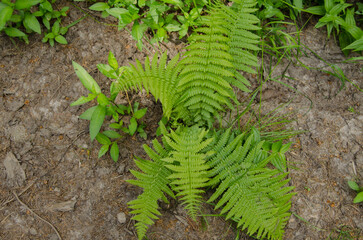 green fern leaves © viktoriia