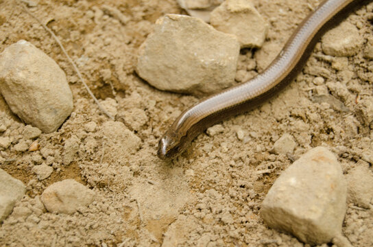 lizard on the sand