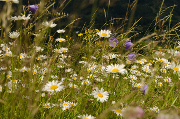 field of daisies © viktoriia