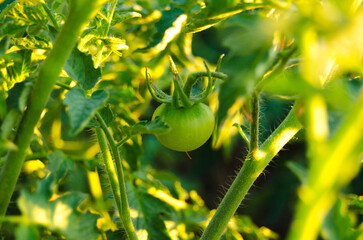 green apple on the vine © viktoriia