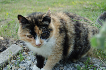 cat on the grass © viktoriia