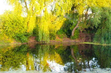 Fotobehang Geel autumn trees reflected in water  © viktoriia