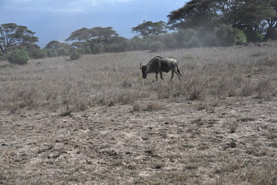 Connochaetes taurinus commonly known as the blue wildebeest, is a large antelope native to eastern and southern Africa, recognized for its distinctive appearance and migratory behavior.