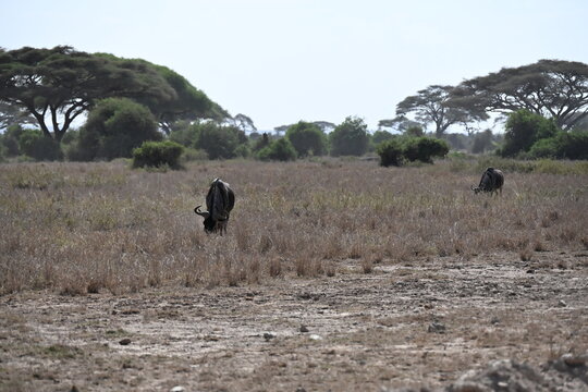 Connochaetes taurinus commonly known as the blue wildebeest, is a large antelope native to eastern and southern Africa, recognized for its distinctive appearance and migratory behavior.