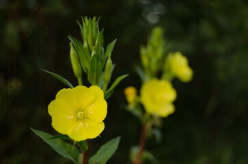 Fototapeta premium yellow flowers in the garden
