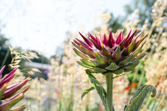 Blooming artichoke flower with spiky purple bracts in summer garden
