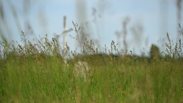 Low angle view through tall summer grass of a white Christian cross and an old headstone in a dilapidated cemetery. The grass moves in a light wind.
