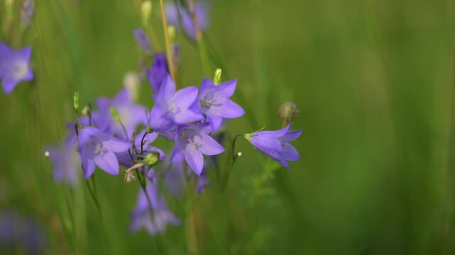Light purple bell wildflowers move in a light wind with a softly focused green background. Western Harebell, Campanula petioata.
