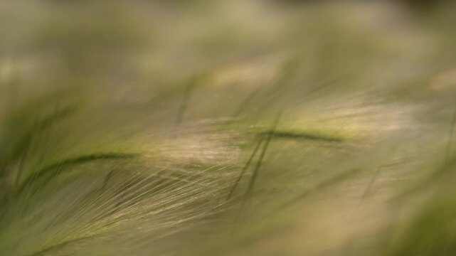 Softly focused Foxtail Barley wild grass moves in a light wind. Focus is concentrated in the foreground. Hordeum jubatum.
