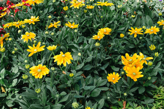 Yellow black eyed Susan flower blooming in lush summer garden