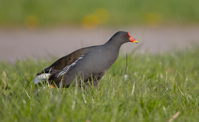 Fototapeta premium The common moorhen - adult bird in spring