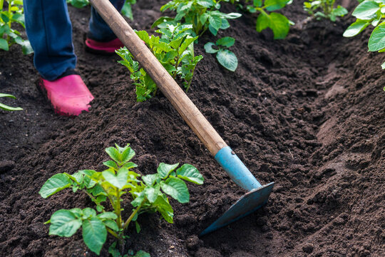 Manual earthing up of potato plants with a garden hoe