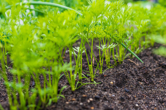 Young carrot seedlings growing in neat rows in a home vegetable garden