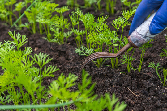 Loosening soil between young carrot rows with a hand cultivator