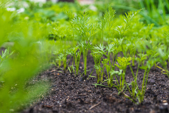 Young carrot plants growing in fertile garden soil