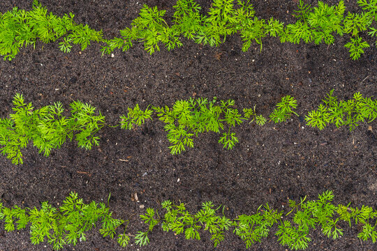Top view of young carrot seedlings planted in parallel garden rows