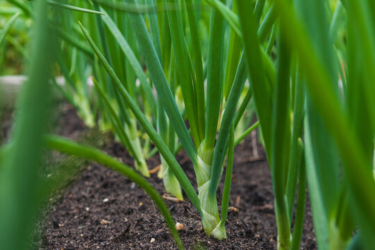 Young bulb onion growing in neat rows in a home vegetable garden