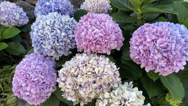 Colorful Hortensia or Hydrangea flowers close up in the garden of Tenerife, Canary islands, Spain,4K.