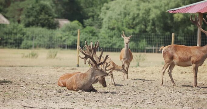 Group of red deer with large antlers in enclosure at eco farm