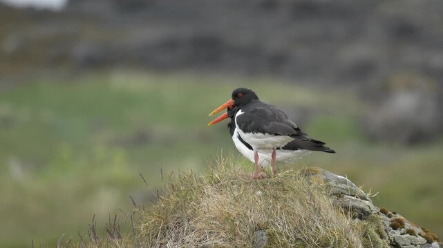 Eurasian Oystercatcher Shaking Water Off Feathers in Iceland 4K Wildlife Footage